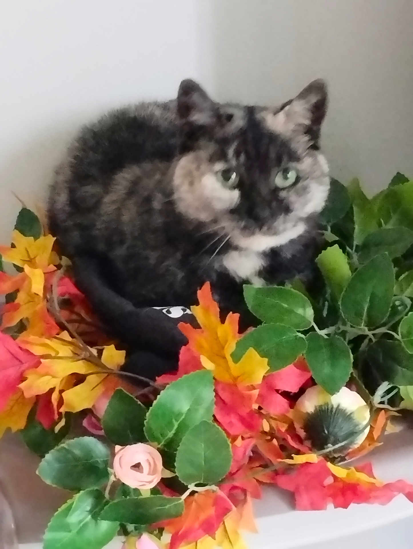 Poupette a rejoint le concours — aidez-le/la à gagner de superbes lots ! cat, tortoiseshell, autumn_leaves, artificial_flowers, green_eyes, indoor, pet, feline, plant, leaf, floral_arrangement, decor, cozy, curious, colorful, nature_imitation, closeup, soft_focus, resting, cute