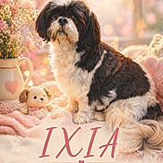 Ixia a rejoint le concours — aidez-le/la à gagner de superbes lots ! dog, shih_tzu, puppy, pet, animal, sitting, fluffy, black_and_white, long_hair, portrait, movie_poster, flowers, bouquet, teddy_bear, blanket, bed, indoor, bokeh, adorable, text_overlay