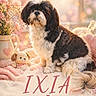 dog, shih_tzu, puppy, pet, animal, sitting, fluffy, black_and_white, long_hair, portrait, movie_poster, flowers, bouquet, teddy_bear, blanket, bed, indoor, bokeh, adorable, text_overlay