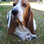 George is registered to the contest to win money with this photo: animal, basset_hound, brown_and_white, canine, close_up, daytime, dog, domestic_animal, ears, fence, field, grass, lying_down, mammal, nature, outdoor, pet, portrait, relaxed, sunlight