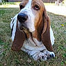 animal, basset_hound, brown_and_white, canine, close_up, daytime, dog, domestic_animal, ears, fence, field, grass, lying_down, mammal, nature, outdoor, pet, portrait, relaxed, sunlight