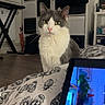 Jack participe au concours pour gagner de l'argent avec cette photo : cat, gray_cat, white_cat, pet, animal, sitting, indoors, bedroom, portrait, fur, whiskers, ears, eyes, serious_expression, bedding, butterfly_pattern, laptop, screen, furniture, laundry