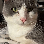 Jack a rejoint le concours — aidez-le/la à gagner de superbes lots ! cat, gray_cat, white_cat, pet, feline, close_up, portrait, green_eyes, pink_nose, whiskers, pointed_ears, paw, lying_down, indoor, bed, bedding, patterned_fabric, phone_screenshot, social_media, cute