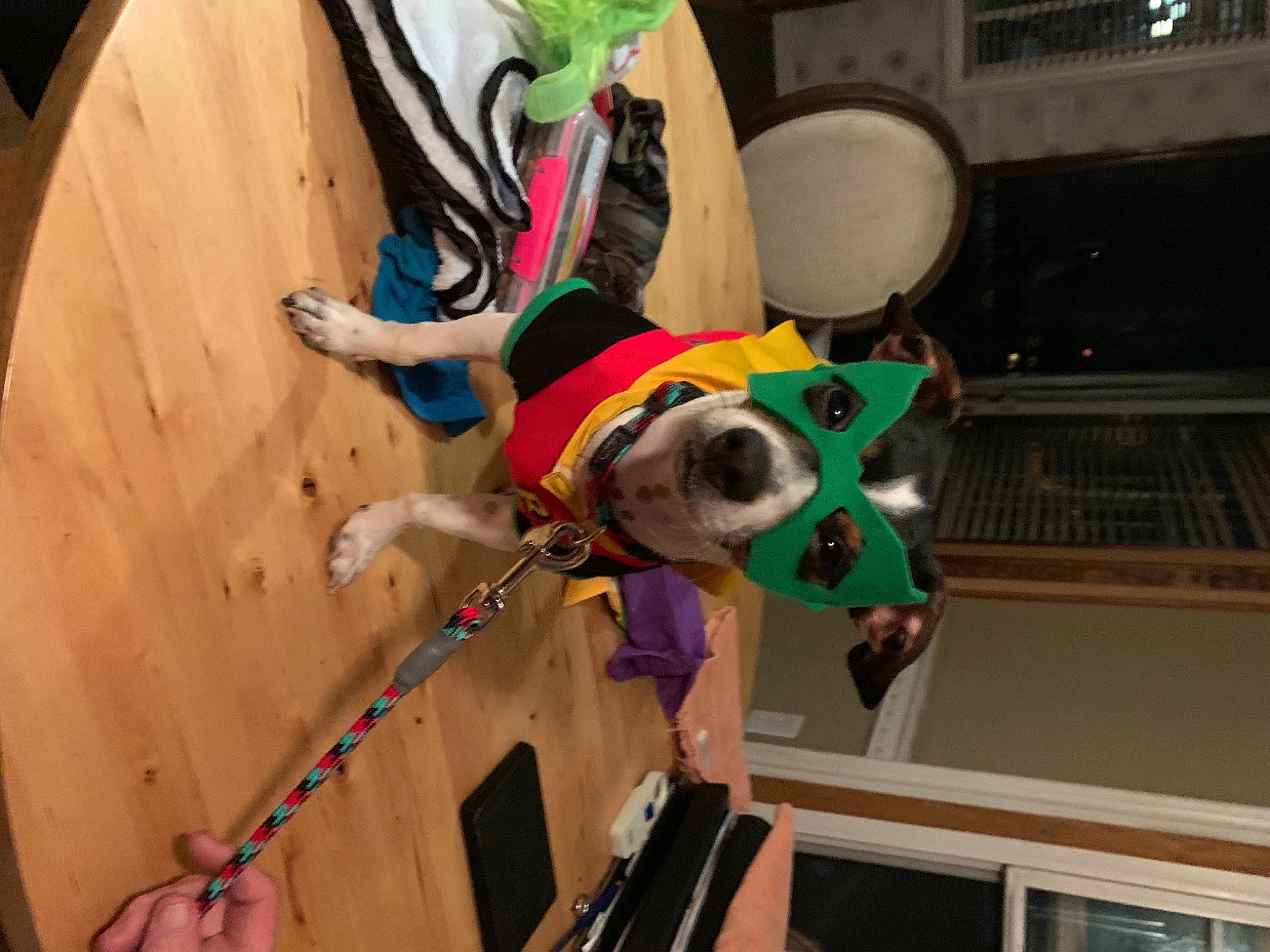 Maximus is registered to the contest to win money with this photo: canidae, carnivore, collar, companion_dog, dog, dog_breed, dog_collar, dog_supply, leash, pet_supply, snout, sporting_group, working_animal, working_dog