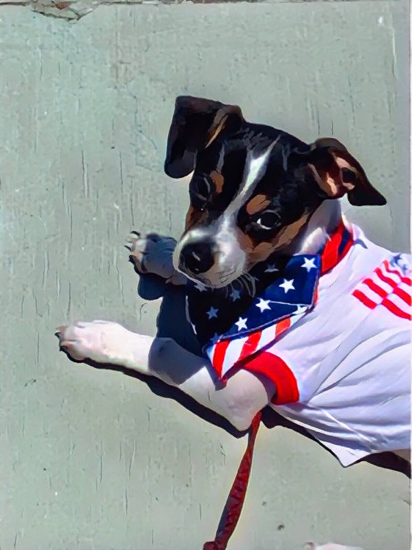 Maximus is registered to the contest to win money with this photo: brazilian_terrier, canidae, carmine, carnivore, collar, companion_dog, dog, dog_breed, dog_clothes, dog_collar, dog_supply, mammal, pet_supply, small_terrier, snout, sporting_group, terrier, working_animal, working_dog