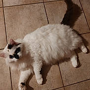 Nes a rejoint le concours — aidez-le/la à gagner de superbes lots ! animal, black_markings, cat, curious, cute, domestic_cat, feline, floor, fluffy, fur, indoor, looking, lying_down, paw, pet, relaxed, tail, tile_floor, whiskers, white_cat