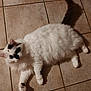 animal, black_markings, cat, curious, cute, domestic_cat, feline, floor, fluffy, fur, indoor, looking, lying_down, paw, pet, relaxed, tail, tile_floor, whiskers, white_cat
