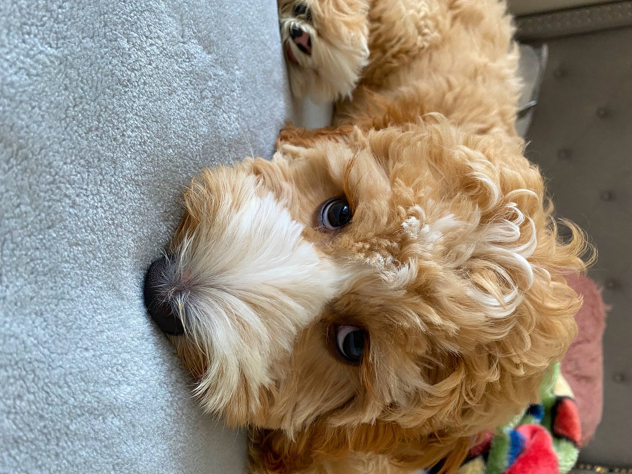 Jupiter is registered to the contest to win money with this photo: carnivore, companion_dog, dog, dog_breed, dog_clothes, dog_collar, dog_supply, fawn, fur, labradoodle, pet_supply, small_terrier, snout, sporting_group, stuffed_toy, sunglasses, terrier, toy, toy_dog, working_animal