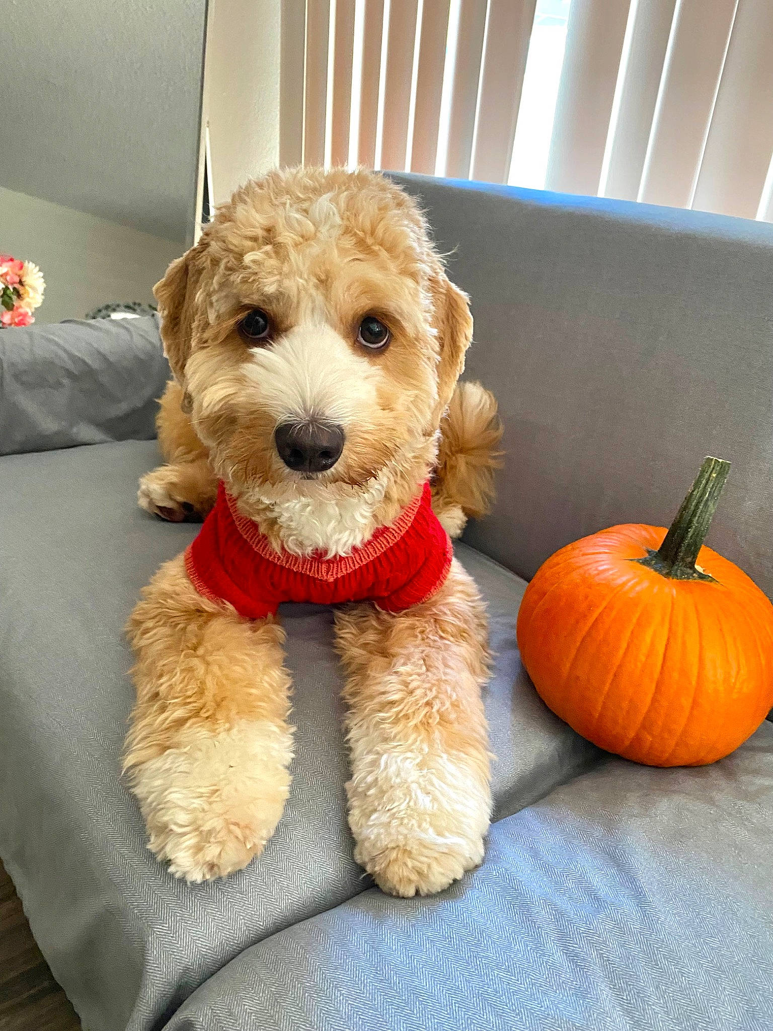 Jupiter is registered to the contest to win money with this photo: calabaza, canidae, carnivore, companion_dog, cucurbita, dog, dog_breed, gourd, natural_foods, plant, plush, pumpkin, sporting_group, squash, stuffed_toy, teddy_bear, toy, toy_dog, vegetable, winter_squash