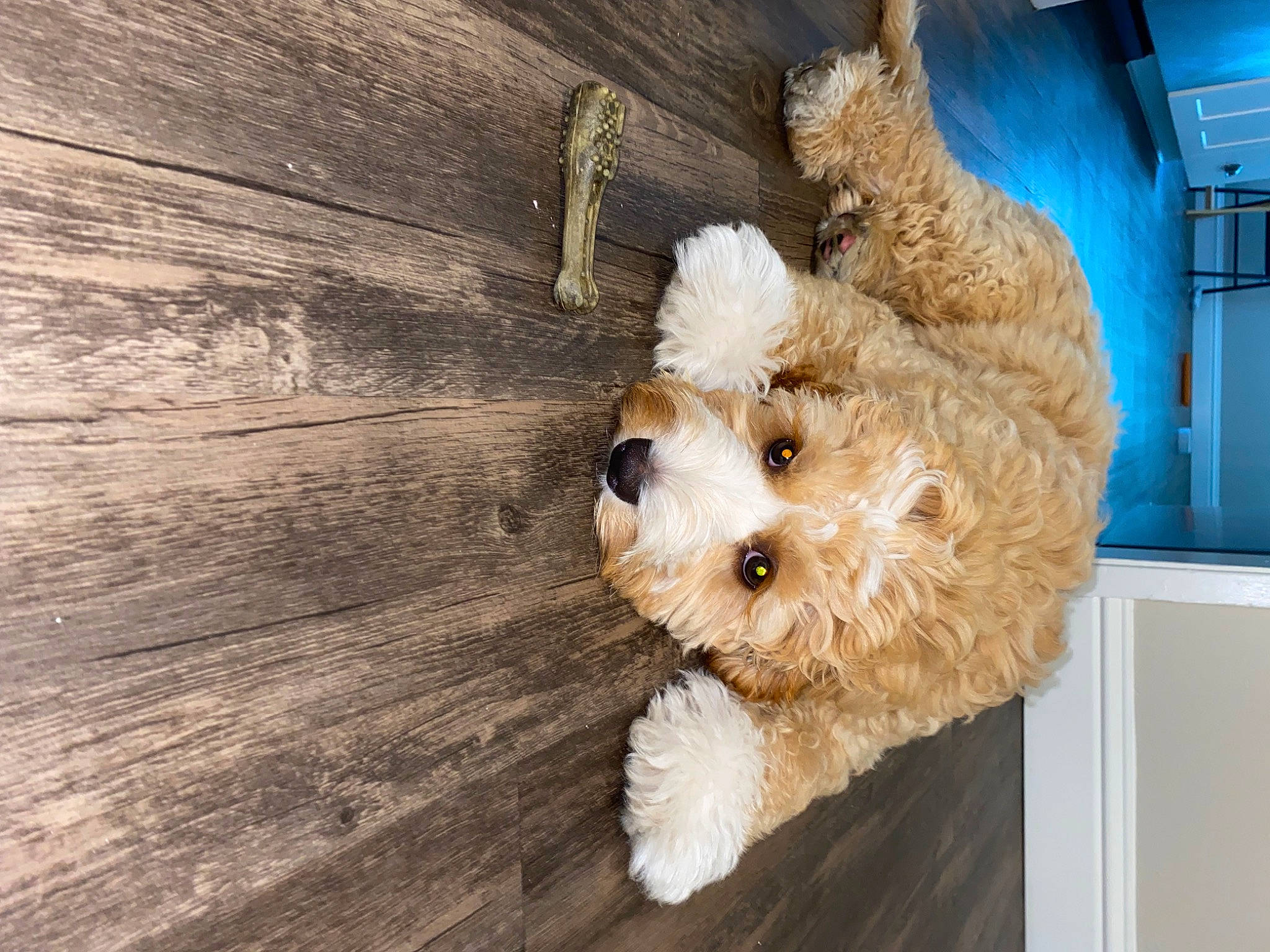 Jupiter is registered to the contest to win money with this photo: carnivore, companion_dog, dog, dog_breed, fawn, flooring, fur, hardwood, home_appliance, labradoodle, plank, small_terrier, sporting_group, terrier, toy, toy_dog, varnish, wood, wood_stain, working_animal