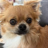 dog, small_dog, fluffy, tan_fur, long_hair, pointy_ears, brown_eyes, black_nose, white_chest, close_up, portrait, indoors, sofa, couch, pet, adorable, serious_expression, lying_down, animal, cozy