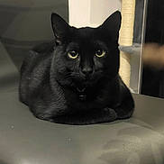 Mowgli a rejoint le concours — aidez-le/la à gagner de superbes lots ! black_cat, cat, pet, animal, indoor, chair, feline, domestic_cat, relaxed, looking_at_camera, whiskers, ears, eyes, collar, fur, resting, household, cat_tree, shadow, quiet