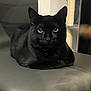 black_cat, cat, pet, animal, indoor, chair, feline, domestic_cat, relaxed, looking_at_camera, whiskers, ears, eyes, collar, fur, resting, household, cat_tree, shadow, quiet