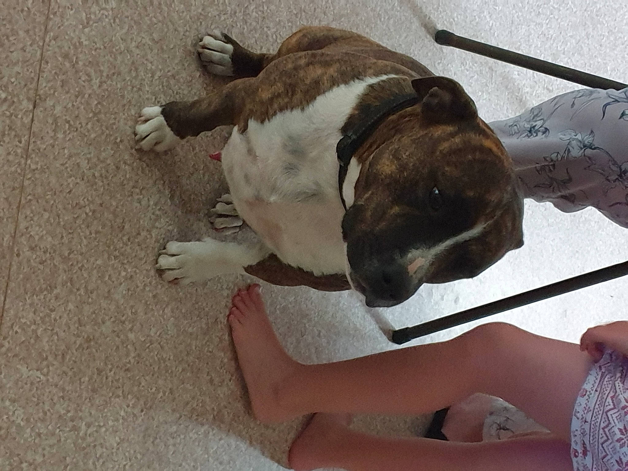 Rocky is registered to the contest to win money with this photo: canidae, carnivore, collar, comfort, companion_dog, dog, dog_breed, dog_collar, elbow, fawn, foot, fur, human_leg, paw, snout, sporting_group, tail, thigh, white, working_animal