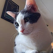 Merlin joined the competition — help win amazing prizes! cat, white_fur, gray_fur, close_up, indoor, leather_surface, whiskers, ears, green_eyes, curious, pet, animal, feline, portrait, soft_lighting, wall_art, ceiling_tiles, domestic, calm, side_view