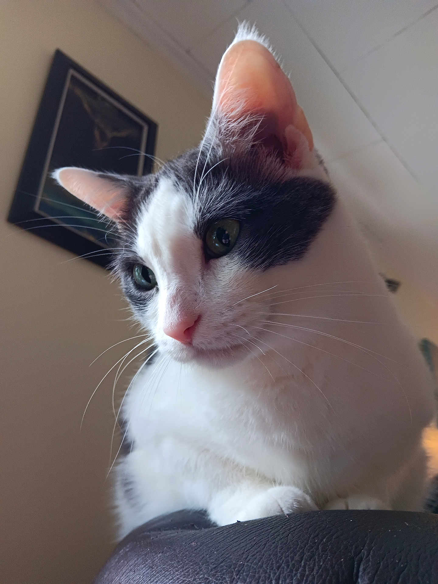 Merlin