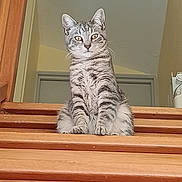 Mélanie Alter participe au concours pour gagner de l'argent avec cette photo : cat, tabby_cat, stairs, wooden_stairs, indoor, pet, feline, sitting, looking_at_camera, fur, whiskers, ears, alert, home_interior, animal, domestic_cat, portrait, cute, curious, striped_fur