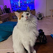 Moumoune participe au concours pour gagner de l'argent avec cette photo : cat, fluffy, white_cat, orange_patch, black_patch, sitting, wooden_table, television, living_room, cushion, pet_accessory, curious, wide_eyes, indoor, floor_tiles, feline, domestic_cat, pet, cozy, ambient_light