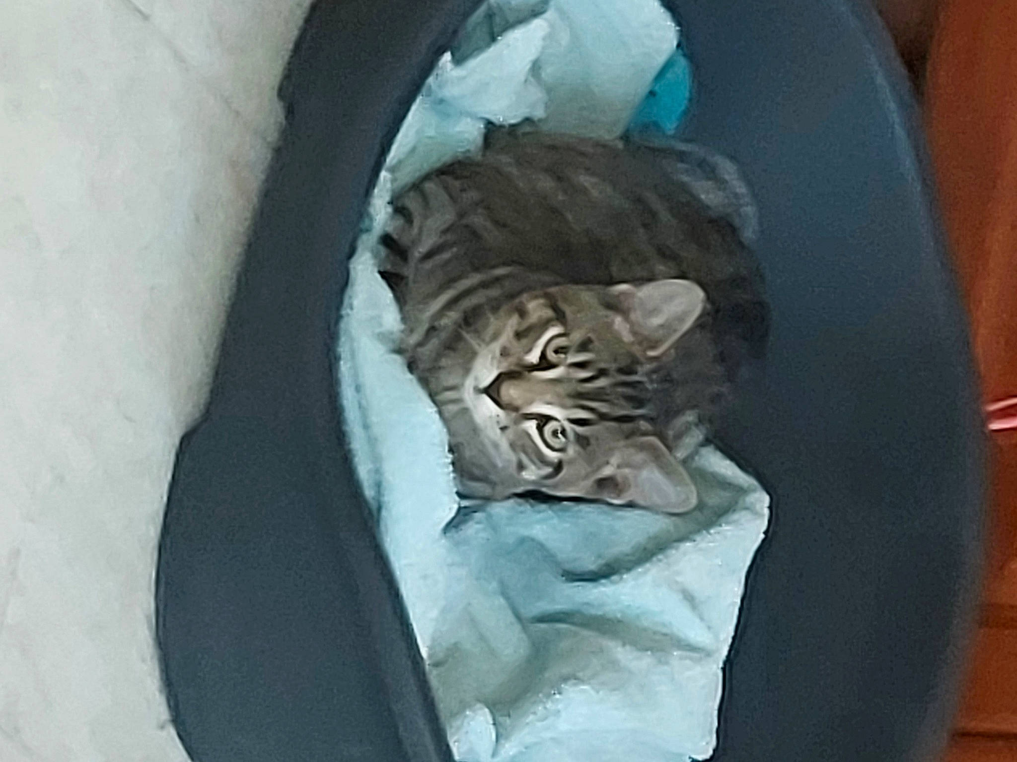 Sysko a rejoint le concours — aidez-le/la à gagner de superbes lots ! bag, carnivore, cat, cat_bed, cat_supply, comfort, domestic_short_haired_cat, felidae, fur, grey, linens, luggage_and_bags, nap, sleep, sleeve, small_to_medium_sized_cats, tail, terrestrial_animal, whiskers, window