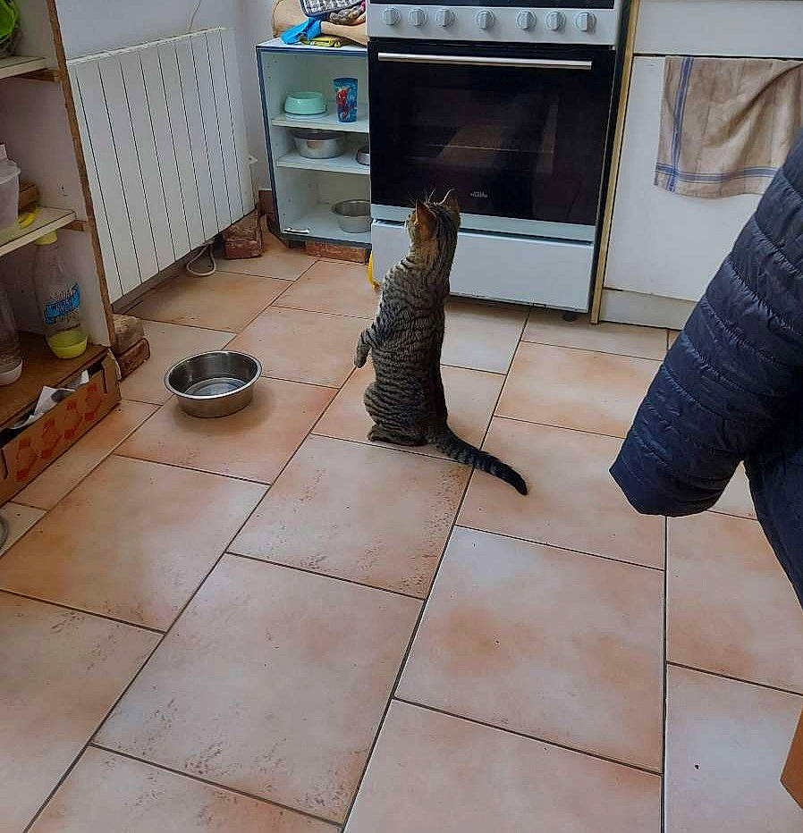 Sysko a rejoint le concours — aidez-le/la à gagner de superbes lots ! carnivore, cat, comfort, companion_dog, felidae, floor, flooring, fur, hardwood, home_appliance, human_leg, laminate_flooring, living_room, microwave_oven, room, small_to_medium_sized_cats, tail, whiskers, wood, wood_flooring