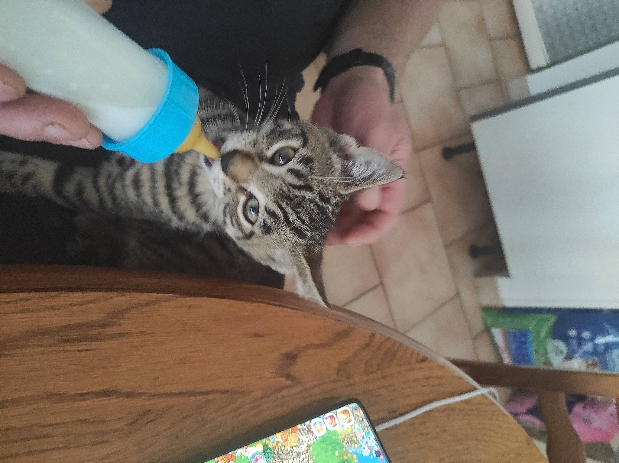 Sysko a rejoint le concours — aidez-le/la à gagner de superbes lots ! carnivore, cat, comfort, domestic_short_haired_cat, felidae, finger, fur, gesture, hand, hardwood, human_leg, mammal, nail, small_to_medium_sized_cats, snout, tail, vertebrate, whiskers, wood, wrist