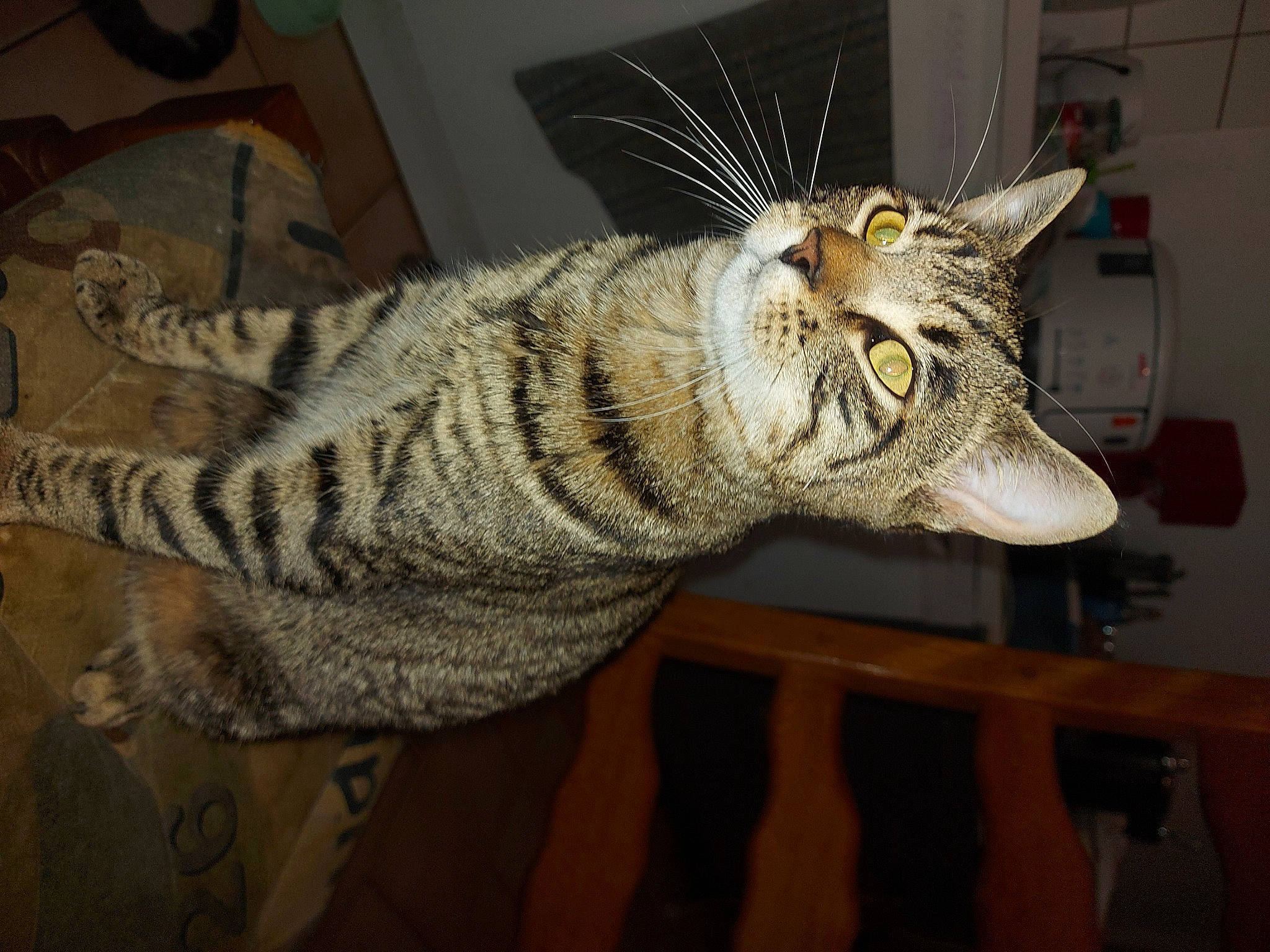 Sysko a rejoint le concours — aidez-le/la à gagner de superbes lots ! art, carnivore, cat, claw, domestic_short_haired_cat, eye, felidae, fur, grey, metal, paw, room, small_to_medium_sized_cats, snout, tail, terrestrial_animal, whiskers, window, wood