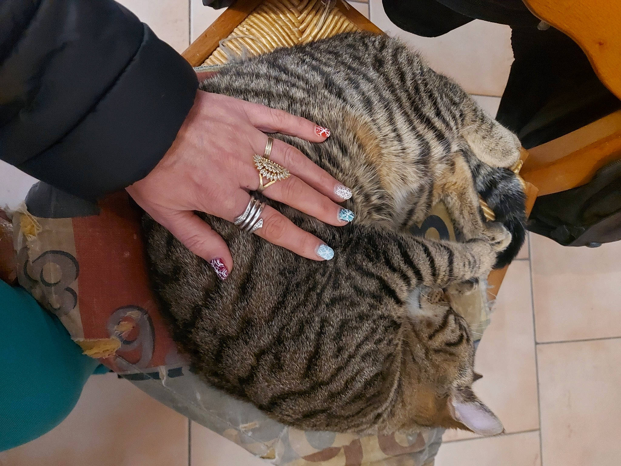 Sysko a rejoint le concours — aidez-le/la à gagner de superbes lots ! big_cats, carnivore, cat, claw, domestic_short_haired_cat, fawn, felidae, fur, gesture, hand, human_leg, nail, pattern, paw, small_to_medium_sized_cats, snout, terrestrial_animal, thumb, whiskers, wrist