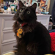 Ribz joined the competition — help win amazing prizes! animal, black_cat, bottle, cat, clutter, collar, cozy, curious, dresser, fluffy, fur, furniture, indoor, moon_design, pet, portrait, sun_design, tag, tapestry, wide_eyes