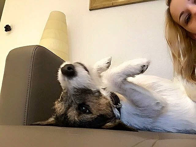 Jenko participe au concours pour gagner de l'argent avec cette photo : canidae, carnivore, comfort, companion_dog, couch, dog, dog_breed, eyelash, fawn, felidae, fur, gesture, happy, paw, sitting, small_to_medium_sized_cats, smile, snout, sporting_group, whiskers