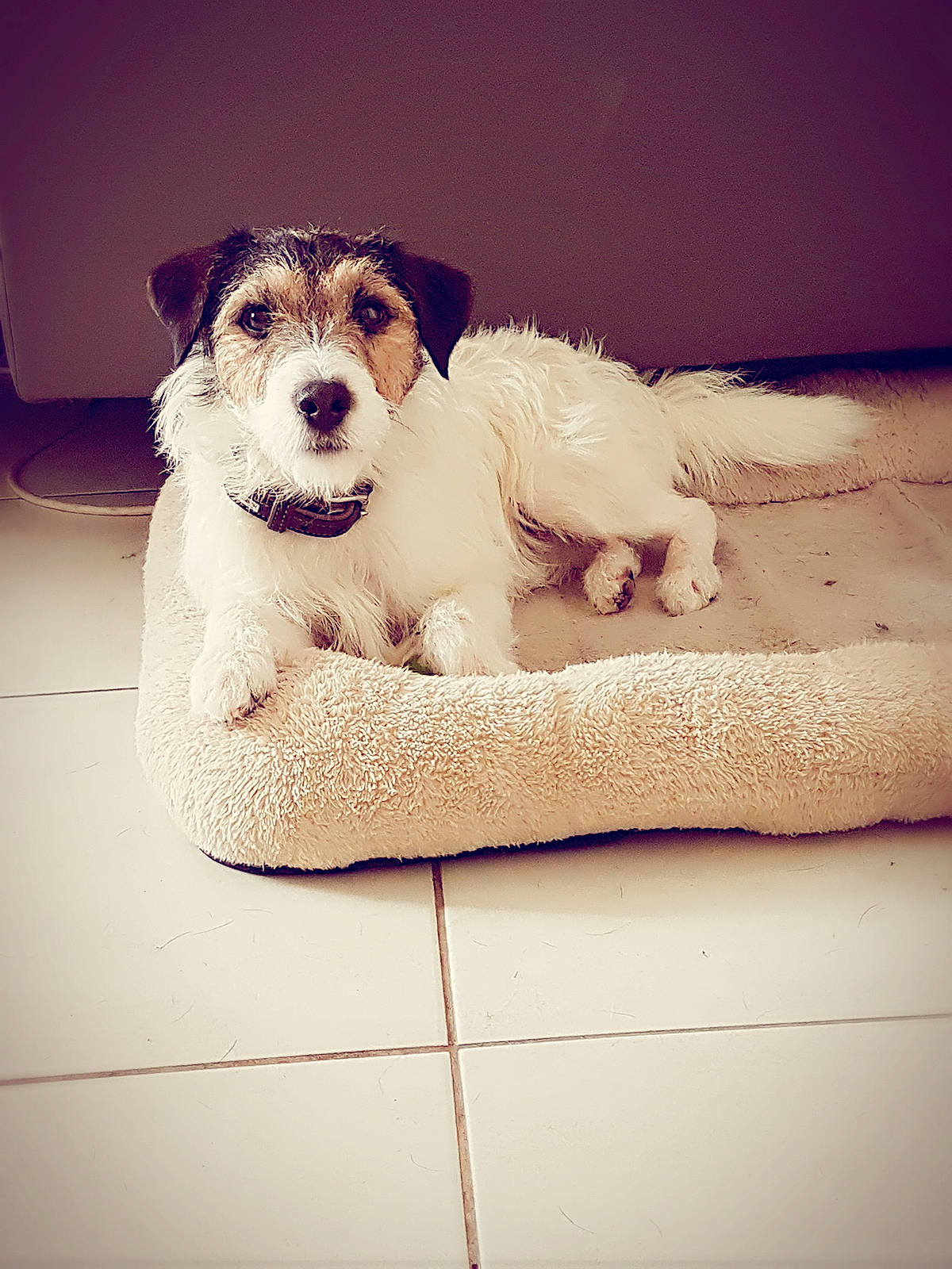 Jenko a rejoint le concours — aidez-le/la à gagner de superbes lots ! bathing, carnivore, cloud, comfort, companion_dog, dog, dog_bed, dog_breed, dog_supply, eyewear, fawn, felidae, fur, paw, pet_supply, rectangle, small_terrier, terrier, toy_dog, whiskers