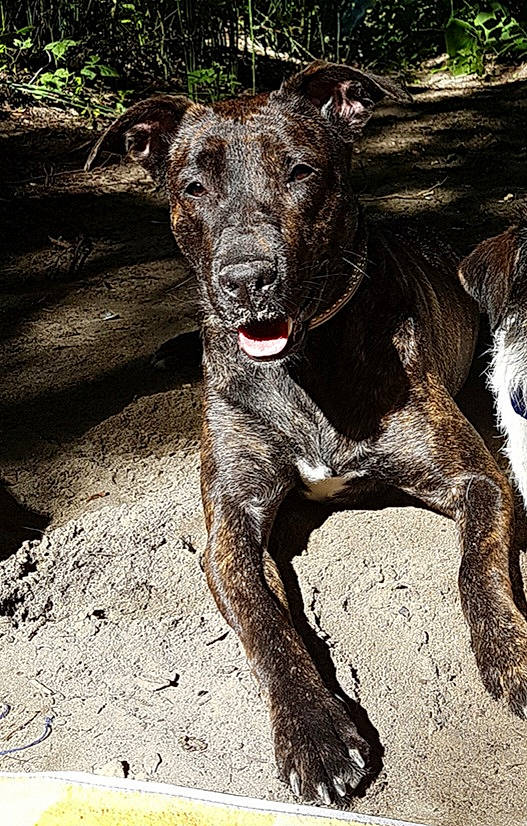 Dayka a rejoint le concours — aidez-le/la à gagner de superbes lots ! canidae, carnivore, companion_dog, dog, dog_breed, dog_collar, fawn, fur, hunting_dog, liver, plant, snout, sporting_group, street_dog, tail, terrestrial_animal, trunk, whiskers, wildlife, working_animal