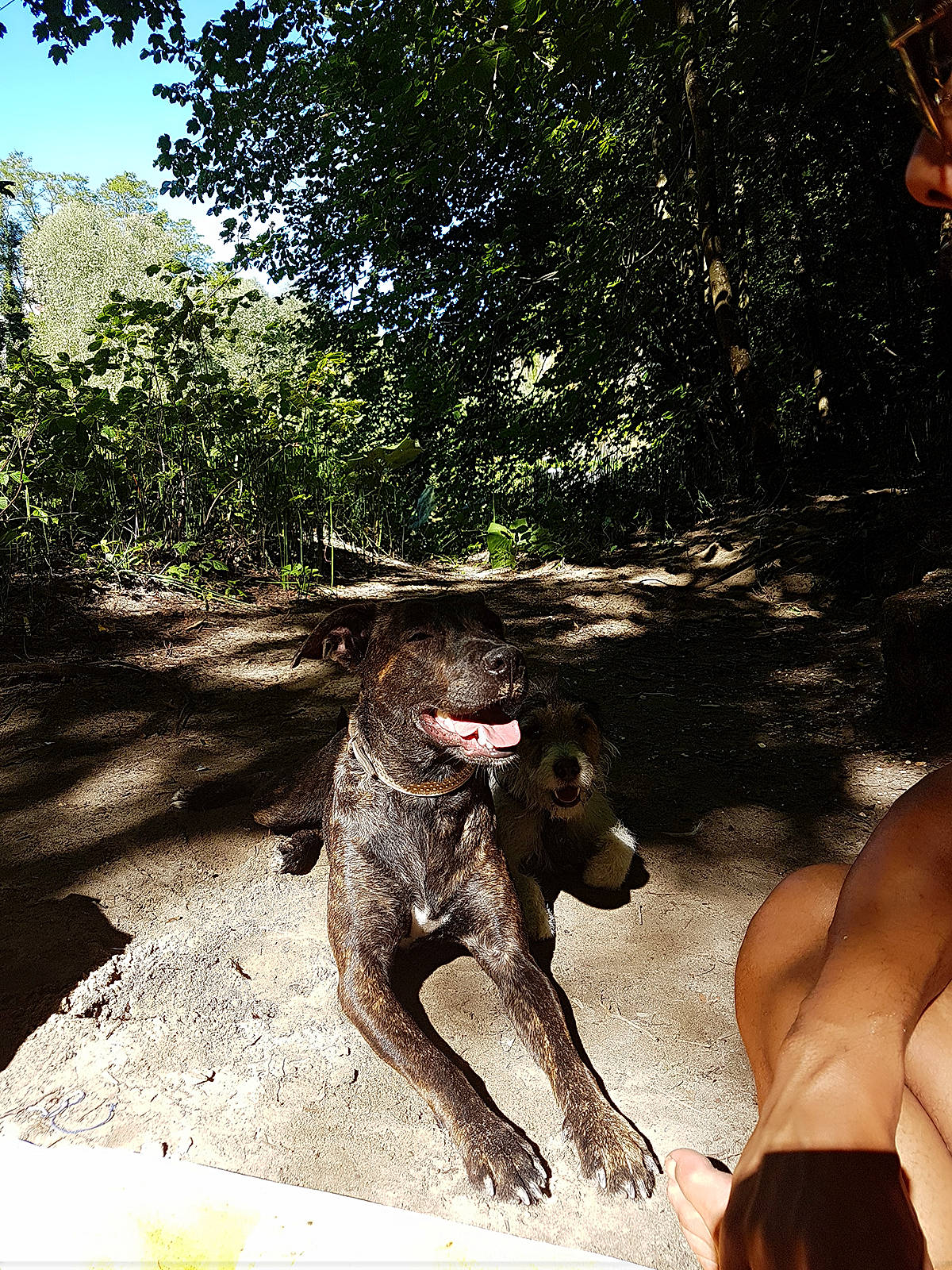 Dayka a rejoint le concours — aidez-le/la à gagner de superbes lots ! adventure, carnivore, companion_dog, dog, dog_breed, dog_collar, fawn, foot, grass, human_leg, leisure, plant, sky, soil, sporting_group, tail, terrestrial_animal, thigh, tree, working_animal