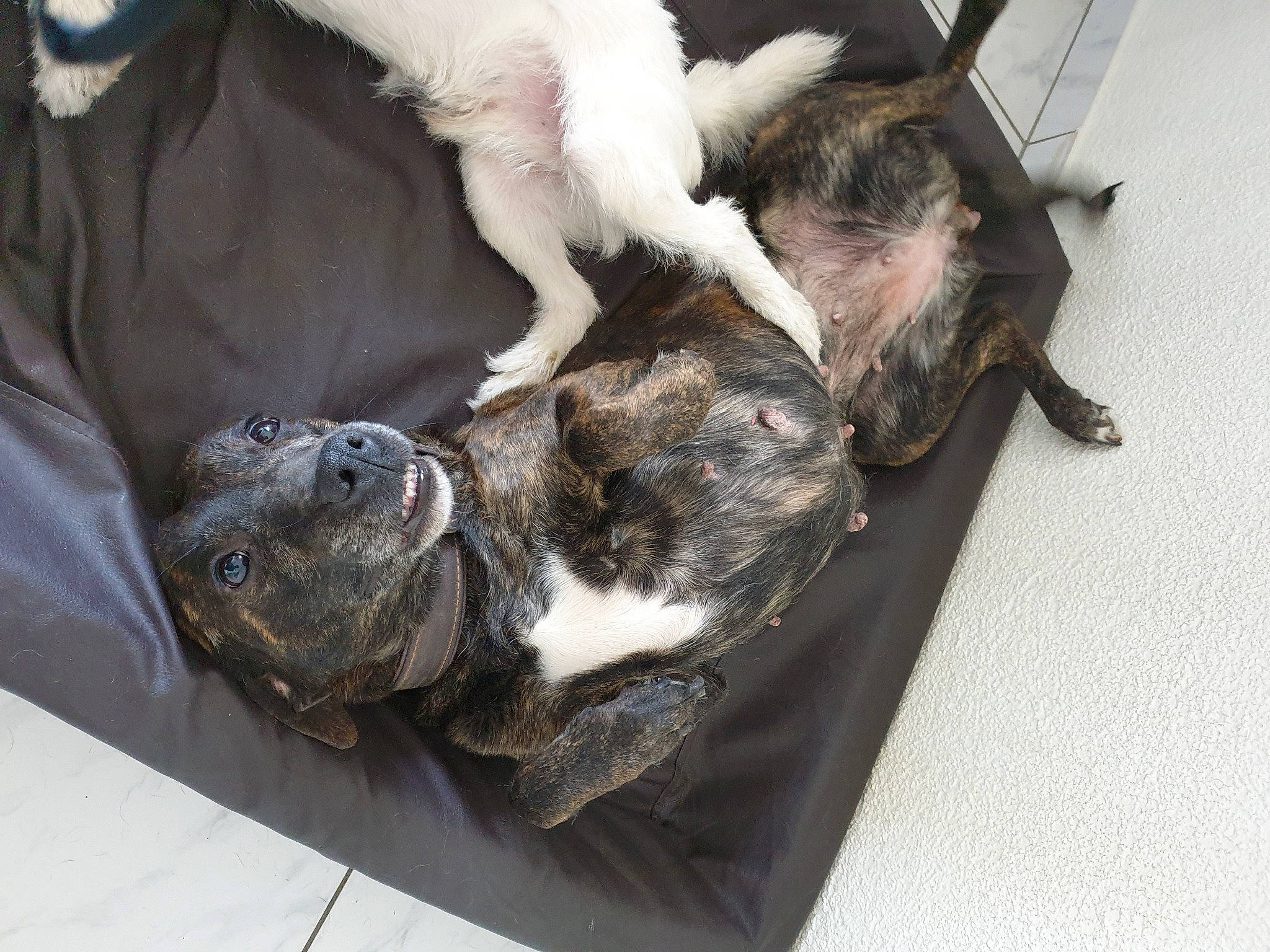 Dayka participe au concours pour gagner de l'argent avec cette photo : canidae, carnivore, comfort, companion_dog, dog_breed, felidae, fur, livestock, nap, non_sporting_group, paw, rabbit, small_to_medium_sized_cats, snout, sporting_group, tail, terrestrial_animal, whiskers, working_animal