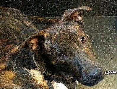 Dayka participe au concours pour gagner de l'argent avec cette photo : canidae, carnivore, dog, dog_breed, fawn, fur, snout, sporting_group, terrestrial_animal, whiskers, working_animal, working_dog