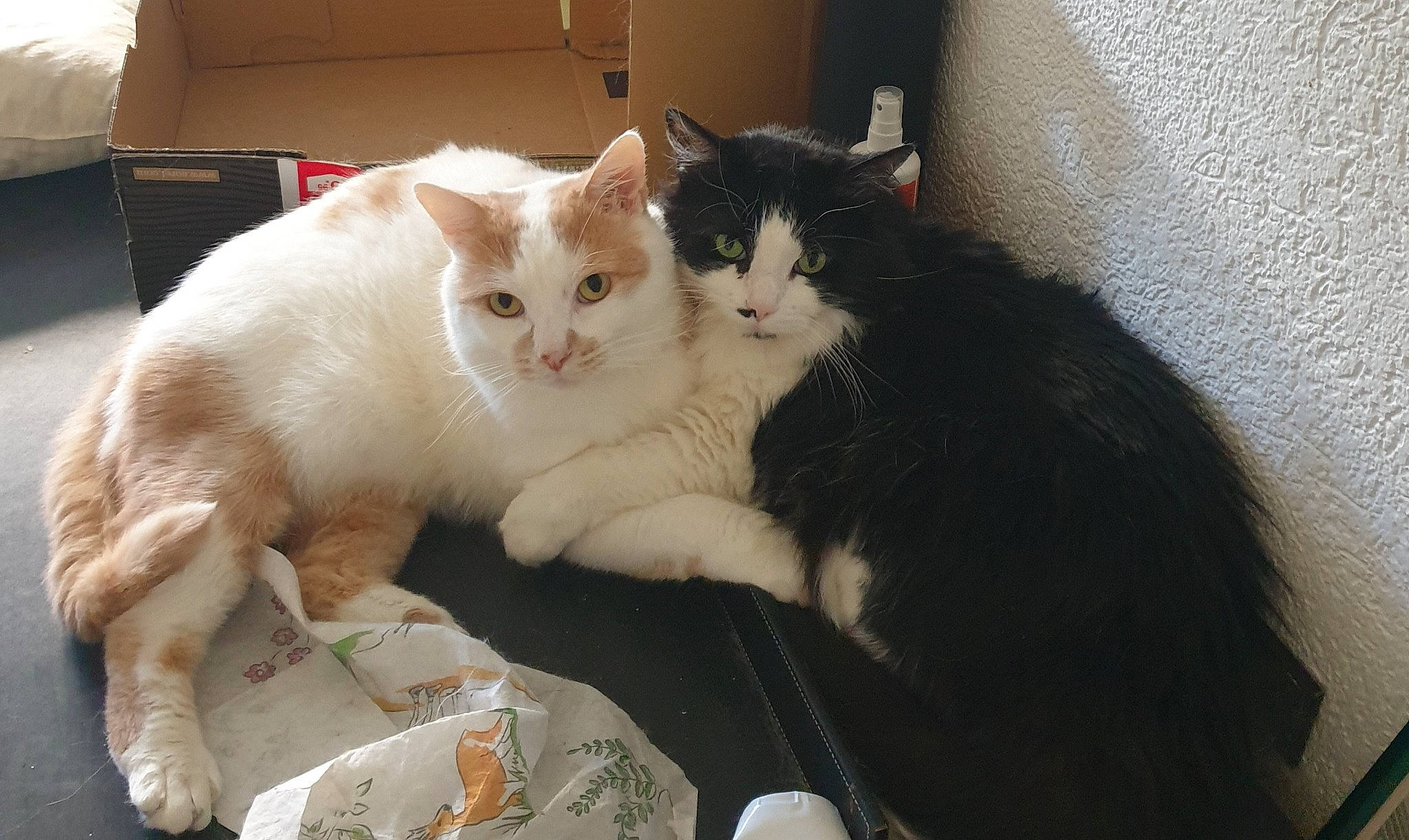 Millord Et Soso a rejoint le concours — aidez-le/la à gagner de superbes lots ! box, carnivore, cat, cat_supply, claw, comfort, domestic_short_haired_cat, felidae, fur, paw, pet_supply, small_to_medium_sized_cats, snout, tail, whiskers