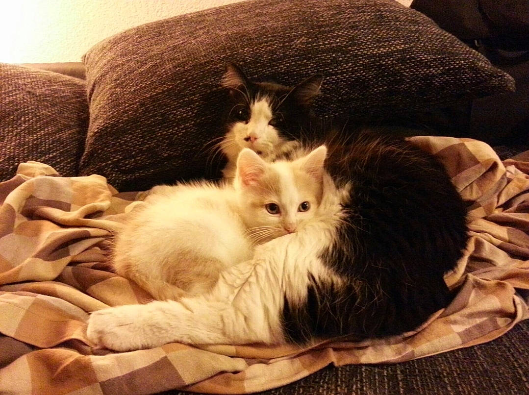 Millord Et Soso participe au concours pour gagner de l'argent avec cette photo : bed, bed_sheet, bedding, box, carnivore, cat, comfort, couch, domestic_short_haired_cat, felidae, fur, hardwood, linens, nap, paw, room, small_to_medium_sized_cats, tail, whiskers, wood