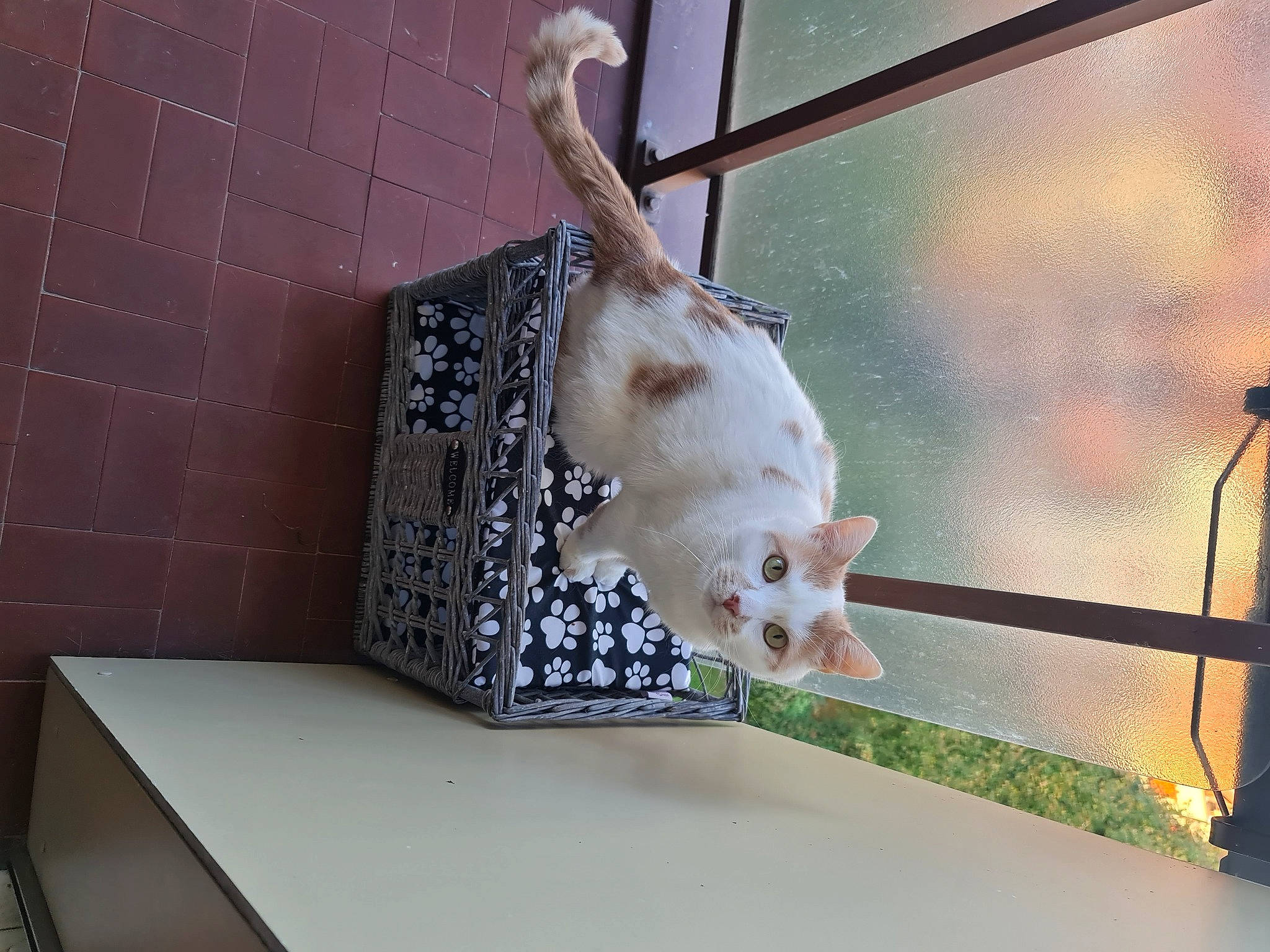 Millord Et Soso participe au concours pour gagner de l'argent avec cette photo : canidae, companion_dog, domestic_short_haired_cat, fawn, felidae, fur, metal, pet_supply, plant, rodent, room, small_to_medium_sized_cats, sporting_group, stuffed_toy, table, tail, visual_arts, whiskers, window, wood