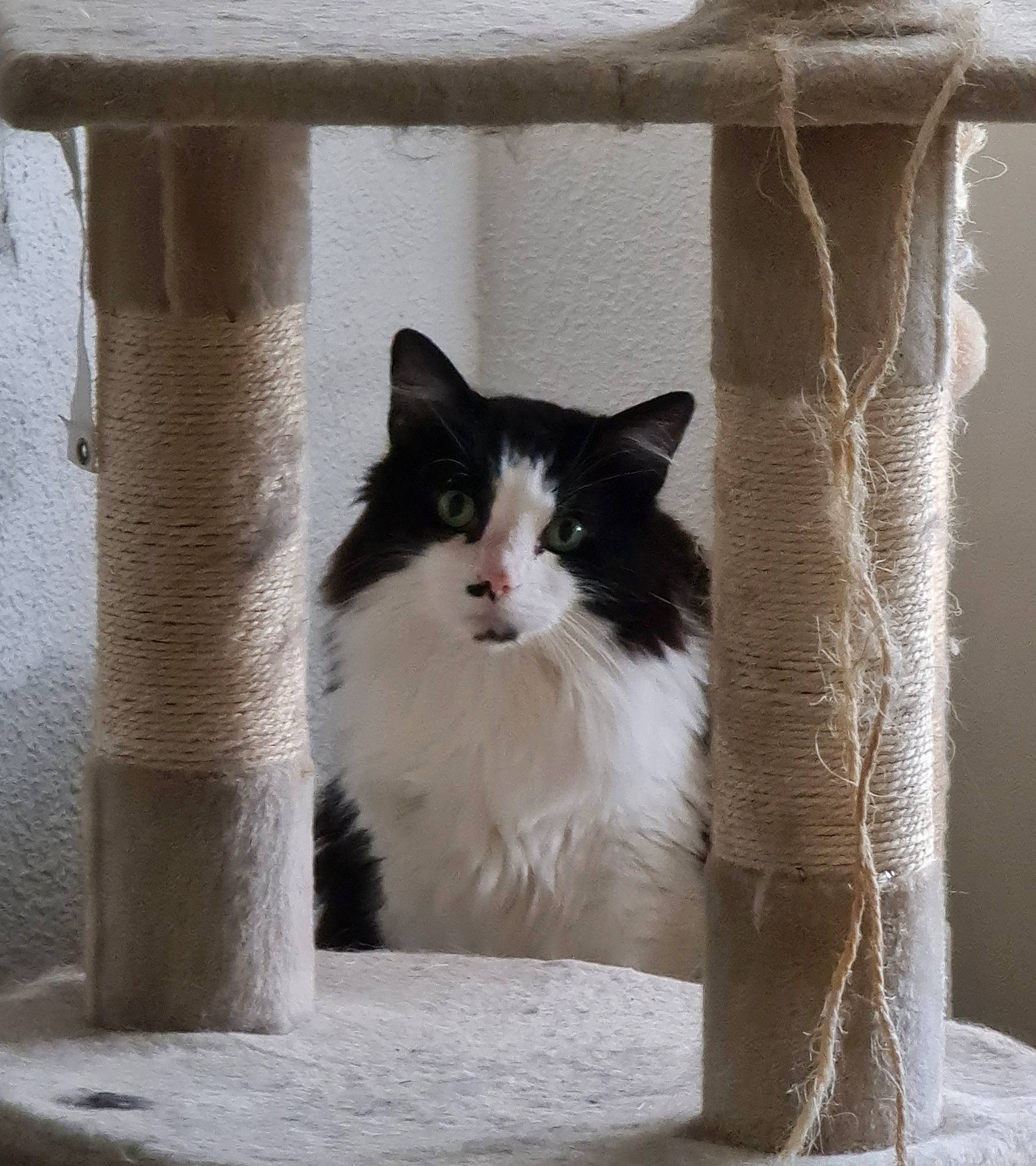 Millord Et Soso a rejoint le concours — aidez-le/la à gagner de superbes lots ! box, cardboard, carnivore, cat, felidae, fur, grey, sitting, small_to_medium_sized_cats, tail, tints_and_shades, tree, whiskers, window, wood