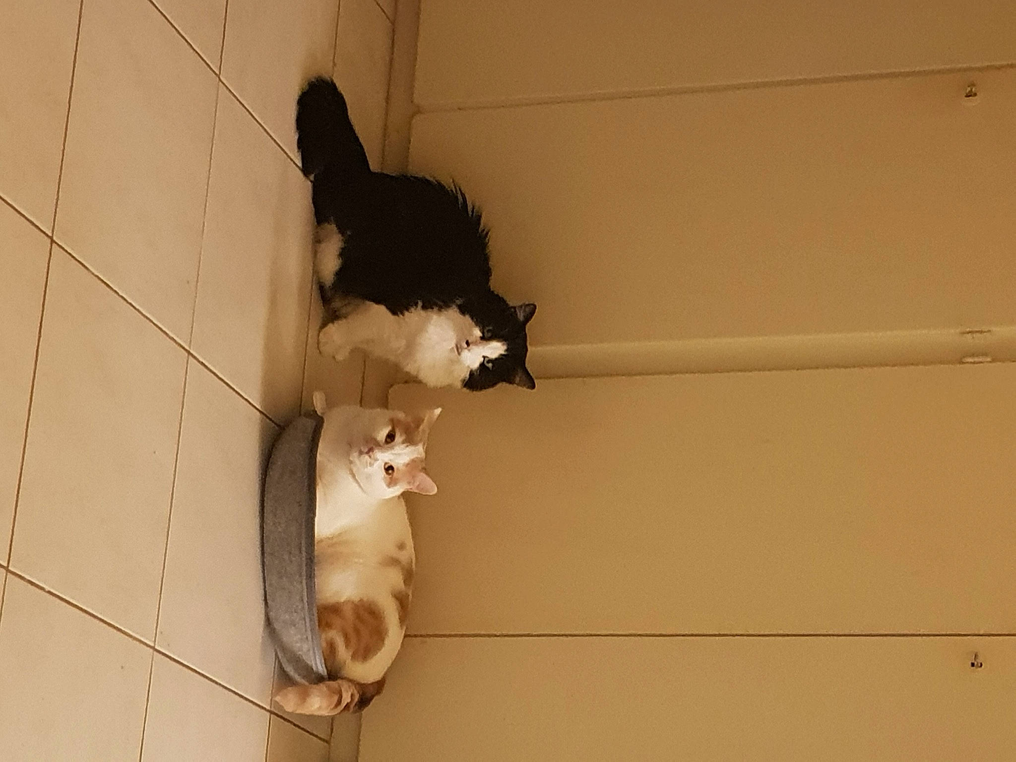 Millord Et Soso participe au concours pour gagner de l'argent avec cette photo : canidae, carnivore, cat, companion_dog, dog_breed, fawn, felidae, floor, flooring, fur, hardwood, human_leg, room, small_to_medium_sized_cats, snout, sporting_group, tail, tints_and_shades, whiskers, wood