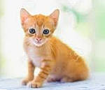 Andrea joined the competition — help win amazing prizes! abyssinian, arabian_mau, asian, carnivore, cat, european_shorthair, fawn, felidae, german_rex, kitten, mammal, munchkin, rex_cat, small_to_medium_sized_cats, tabby_cat, vertebrate, whiskers