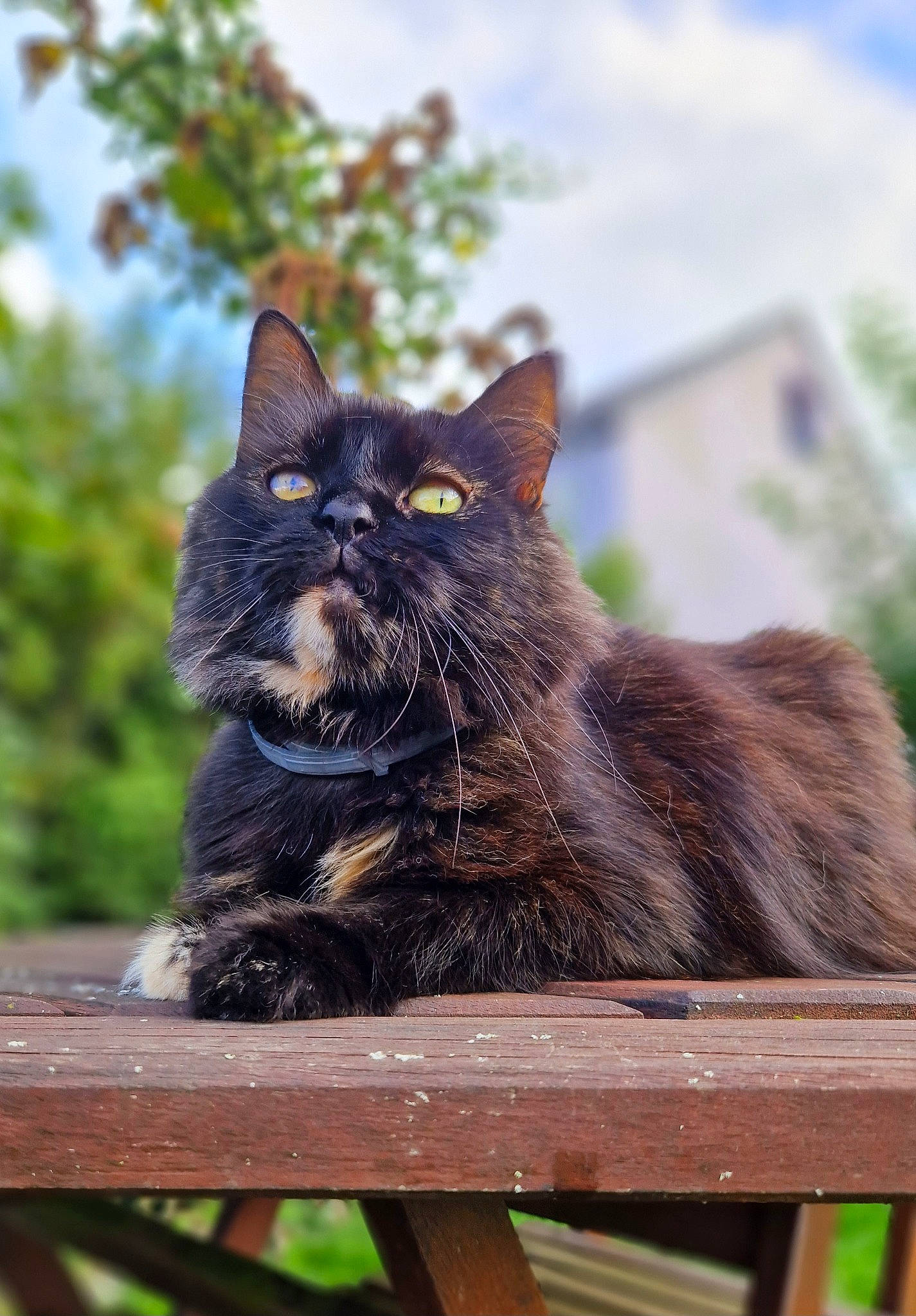 Rosalie a rejoint le concours — aidez-le/la à gagner de superbes lots ! black_cat, carnivore, cat, cloud, domestic_short_haired_cat, eye, felidae, fur, grass, plant, sitting, sky, small_to_medium_sized_cats, snout, tail, terrestrial_animal, tree, whiskers, wildlife, wood