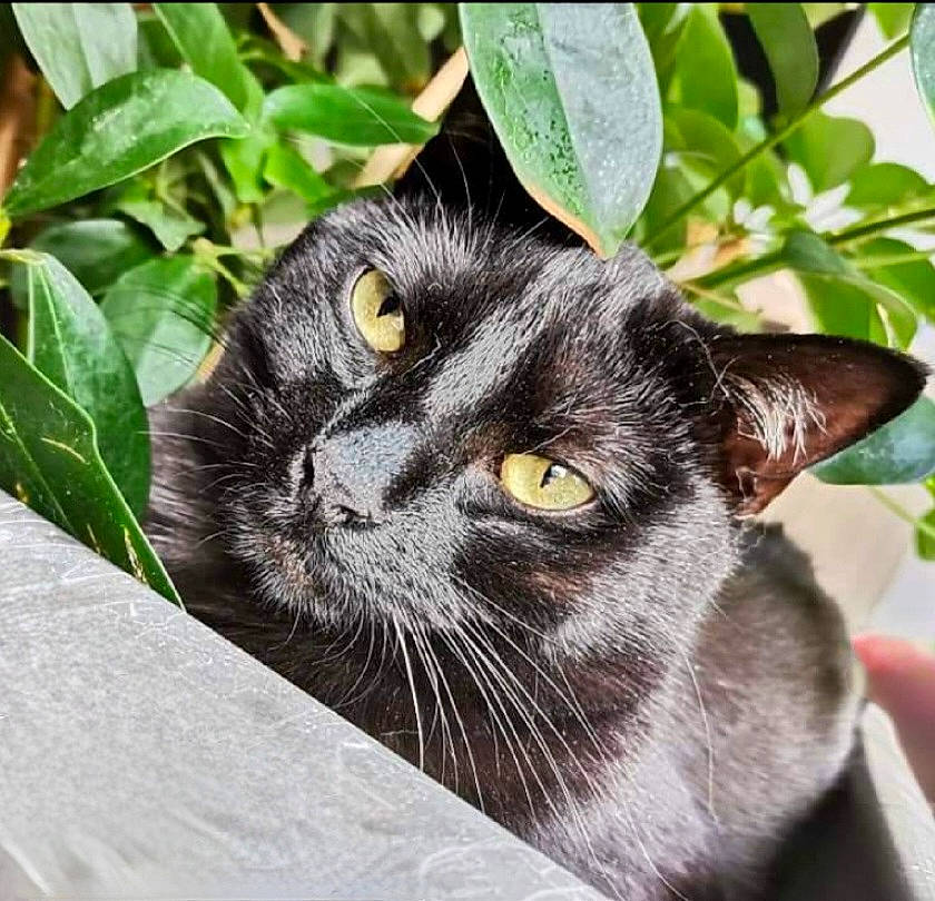 Manda a rejoint le concours — aidez-le/la à gagner de superbes lots ! black_cat, carnivore, cat, domestic_short_haired_cat, felidae, fur, grass, herb, houseplant, plant, small_to_medium_sized_cats, terrestrial_animal, whiskers