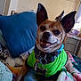 dog, small_dog, green_shirt, smiling, pet, indoor, blanket, pillow, collar, tag, fur, ears, happy, cute, resting, cozy, home, canine, animal, domestic