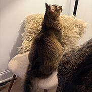 Turbo joined the competition — help win amazing prizes! cat, furniture, chair, cushion, furry, indoor, pet, fluffy, tail, wooden_leg, beige, looking_up, cozy, domestic, mammal, animal, fur, whiskers, side_view, floor