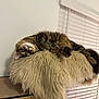 cat, tabby, fluffy, upside_down, cushion, cat_tree, wood, indoor, pet, relaxed, fur, whiskers, window_blinds, curious, animal, domestic, resting, cozy, soft, living_room