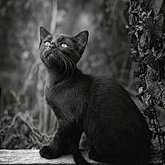 Hanoï participe au concours pour gagner de l'argent avec cette photo : black_cat, kitten, animal, pet, feline, outdoor, nature, log, leaf, plant, monochrome, black_and_white, portrait, curious, sitting, whiskers, fur, eyes, small_animal, closeup