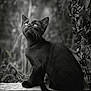 animal, black_and_white, black_cat, closeup, curious, eyes, feline, fur, kitten, leaf, log, monochrome, nature, outdoor, pet, plant, portrait, sitting, small_animal, whiskers