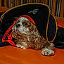 dog, pirate_hat, costume, orange_surface, black_cloth, curly_fur, pet, animal, indoors, cute, laying_down, brown_and_white, portrait, accessory, whimsical, expression, closeup, soft_lighting, decor, fun