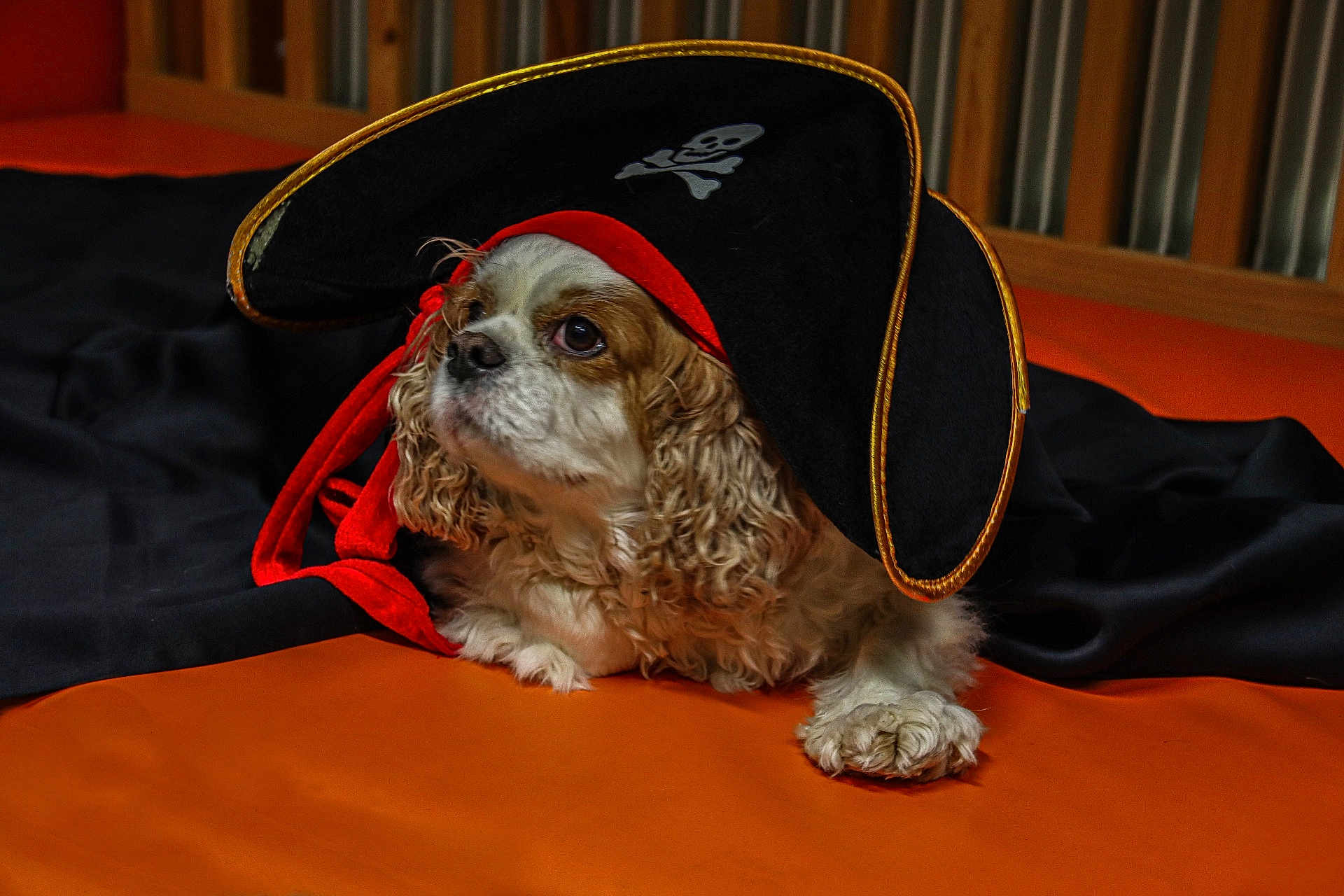 Nalla joined the competition — help win amazing prizes! dog, pirate_hat, costume, orange_surface, black_cloth, curly_fur, pet, animal, indoors, cute, laying_down, brown_and_white, portrait, accessory, whimsical, expression, closeup, soft_lighting, decor, fun