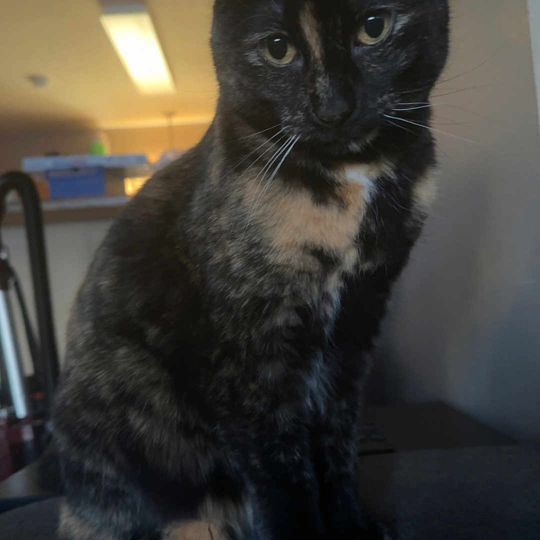 Callie joined the competition — help win amazing prizes! abyssinian, animal, architecture, armchair, blackcat, brasssection, building, cat, chair, couch, furniture, horn, indoors, kitten, livingroom, manx, musicalinstrument, pet, room, siamese